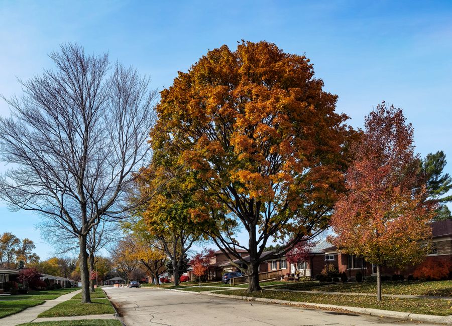 Tree-lined suburban street representative of the Wells Branch area of north Austin