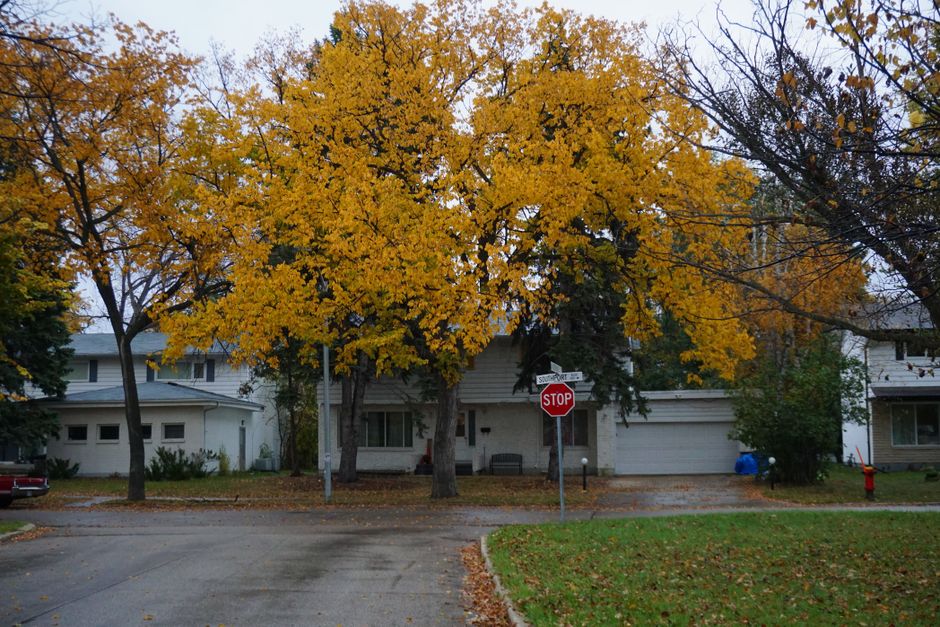 Mature tree-lined residential street in a central Austin neighborhood